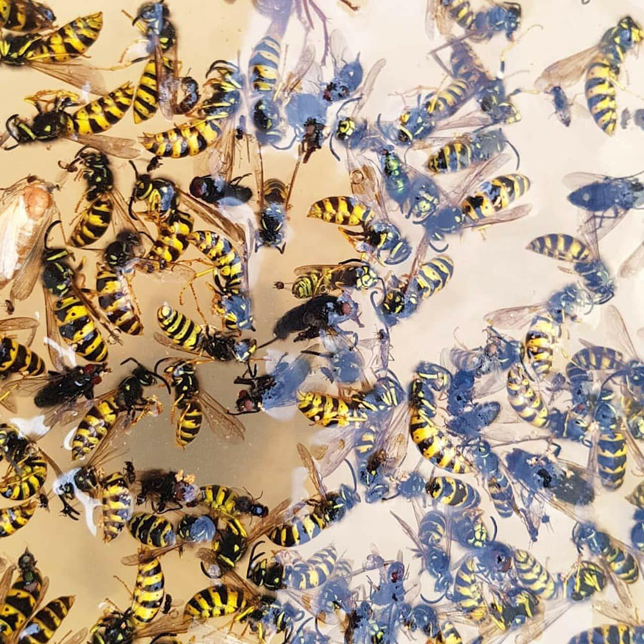 Glass Wasp Trap Large Hanging Honey Pot Outdoor & Fly Catcher for Flies Insects