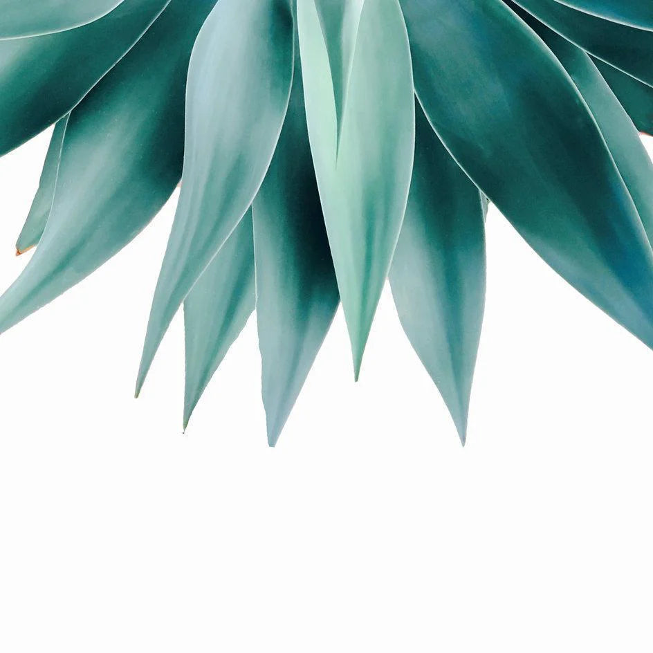 Agave Fringe Cushion/Pillow